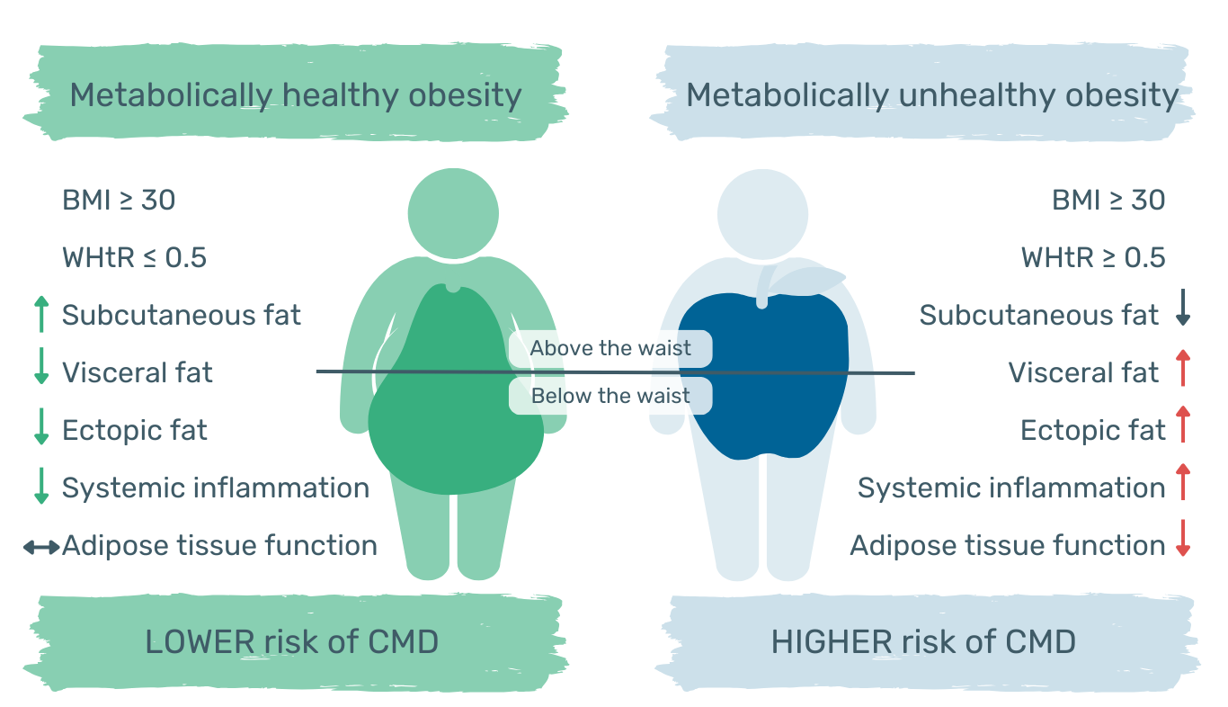 Dear Doctor: Why Does Body Fat Cluster in Certain Areas? - Obesity Action  Coalition