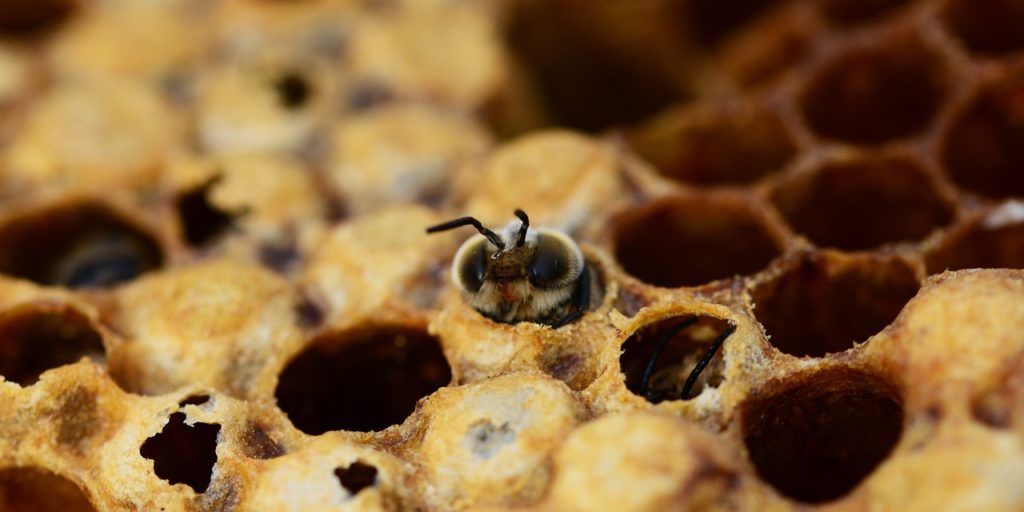 How Epigenetics & RNA Can Help Save the Honey Bees