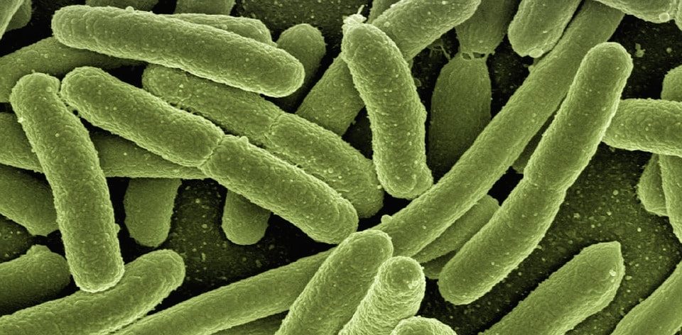 koli-bacteria